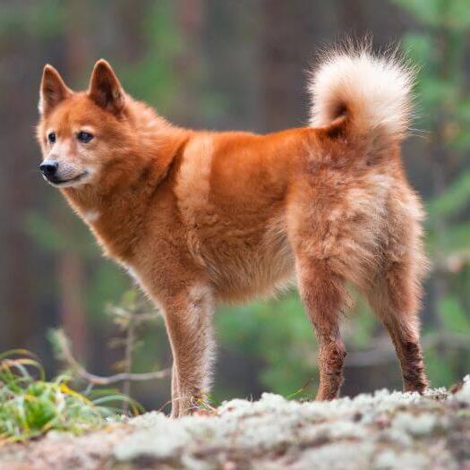 Finnish store spitz price